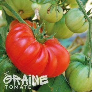 graine tomate Brandywine red (tomate ancienne)