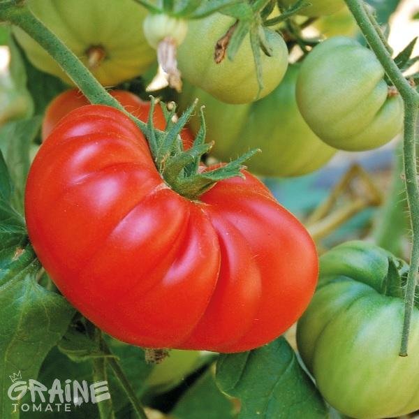 graine tomate Brandywine red (tomate ancienne)