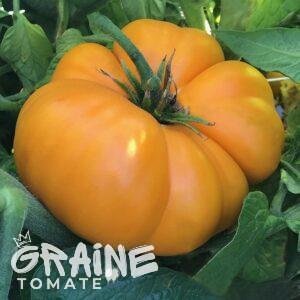 graine tomate brandywine yellow
