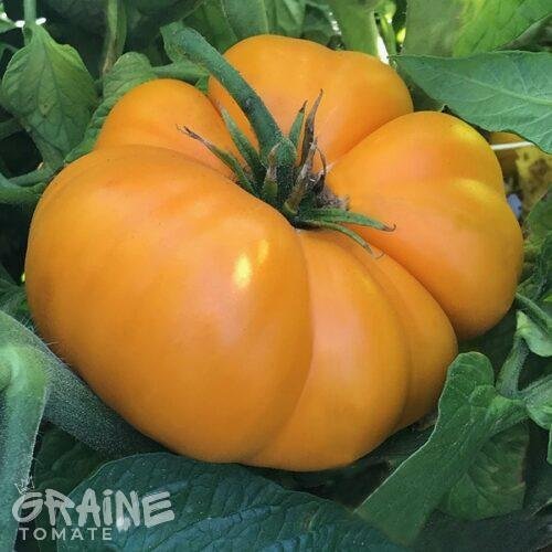 graine tomate brandywine yellow