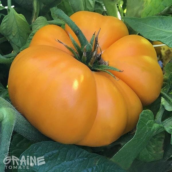 graine tomate brandywine yellow