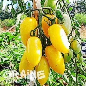 graine tomate Cream sausage