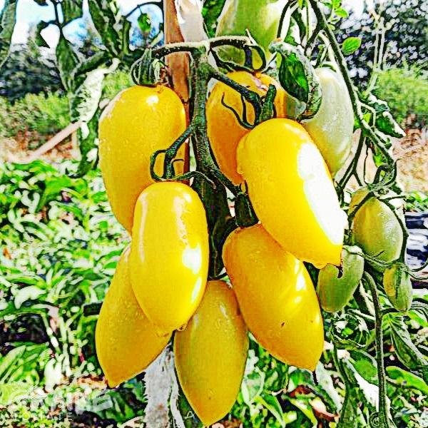 graine tomate Cream sausage