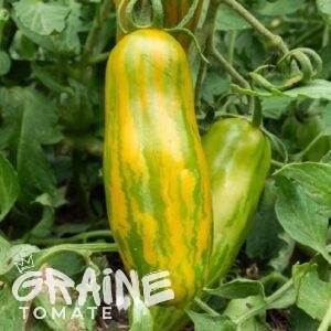 graine tomate Green sausage