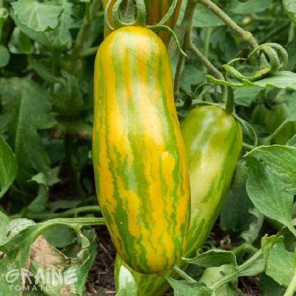 graine tomate Green sausage