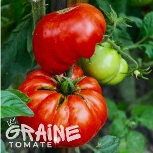 graine Tomate Mortgage lifter (tomate ancienne)