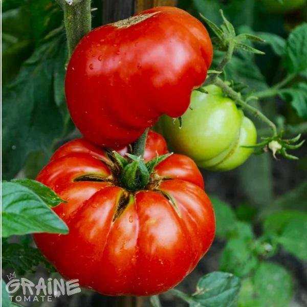 graine Tomate Mortgage lifter (tomate ancienne)