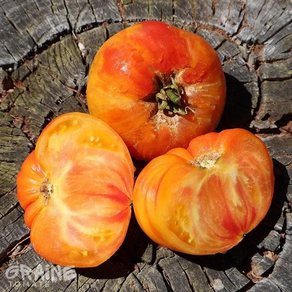 graine tomate Old german (tomate ancienne)