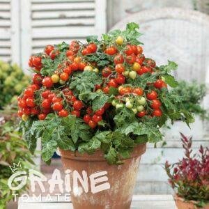 graine tomate Tiny Tim (tomate cerise)