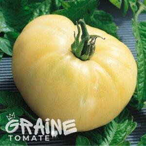 graine tomate White wonder (tomate ancienne)