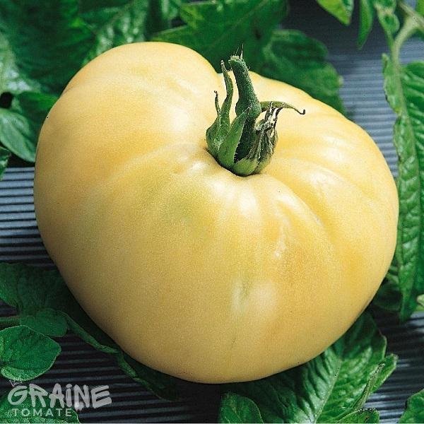 graine tomate White wonder (tomate ancienne)