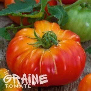 Graine tomate Big Rainbow