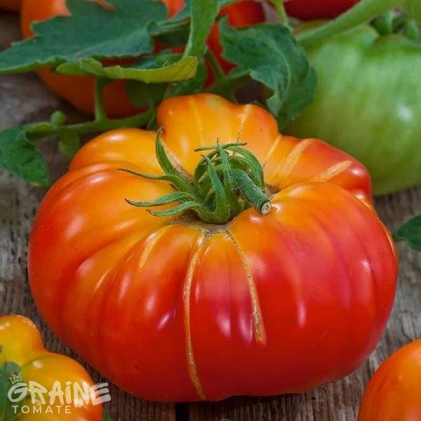 Graine tomate Big Rainbow