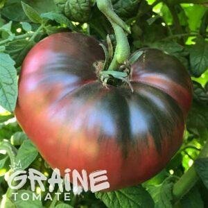 Graine tomate Cherokee purple (tomate ancienne)