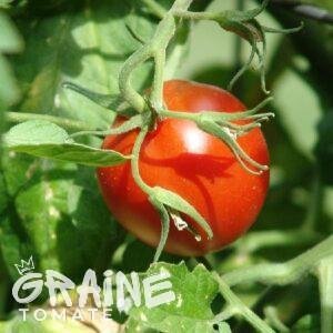 Graine tomate Sub Artic Plenty (tomate ancienne)