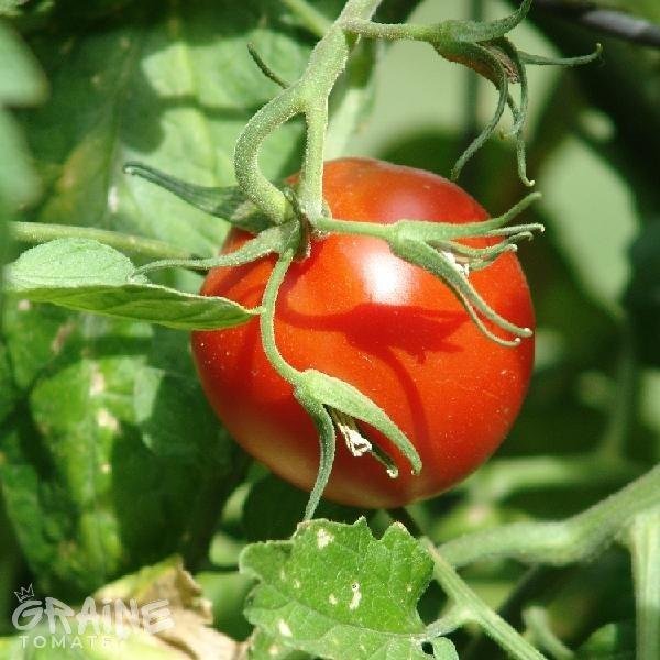 Graine tomate Sub Artic Plenty (tomate ancienne)