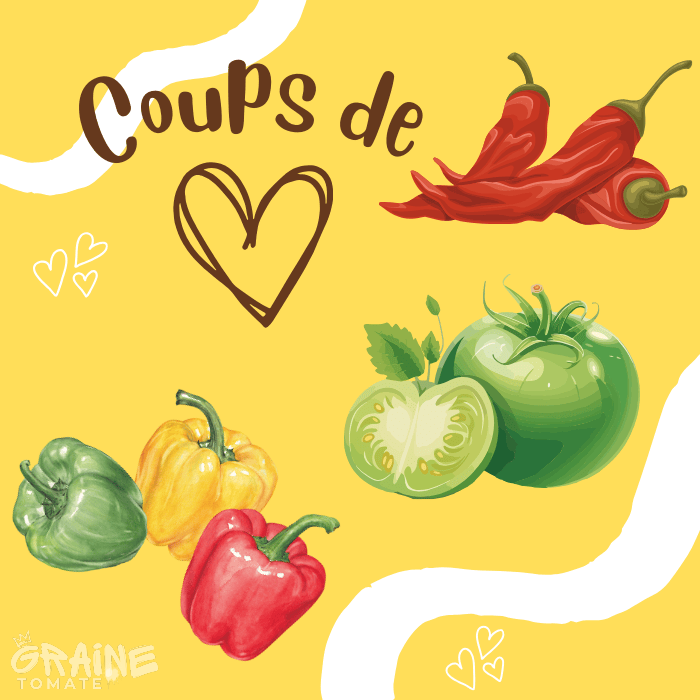 Coup de coeur sur les graines de tomate, de poivron et de piments