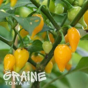 Piment Biquinho jaune (piment doux)