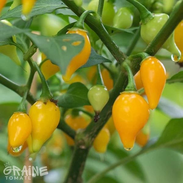 Piment Biquinho jaune (piment doux)
