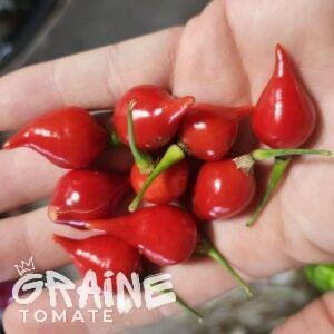 graine piment Biquinho rouge (piment doux)