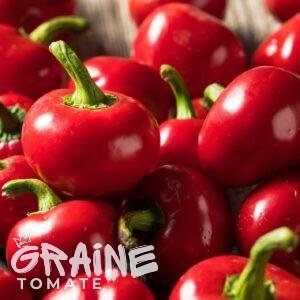 graine piment Red Cherry