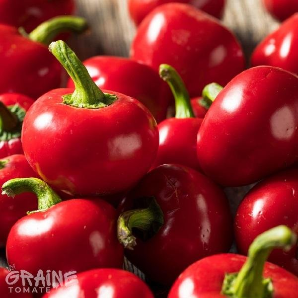 graine piment Red Cherry