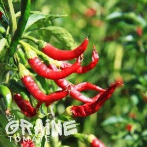 graine piment de cayenne