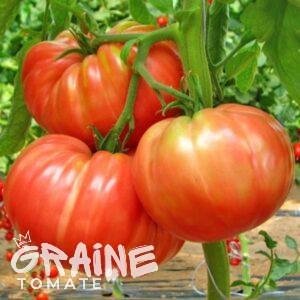 graine tomate Belmonte