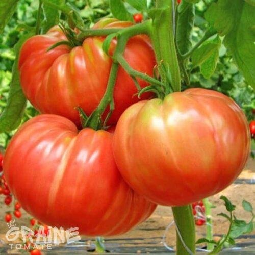 graine tomate Belmonte