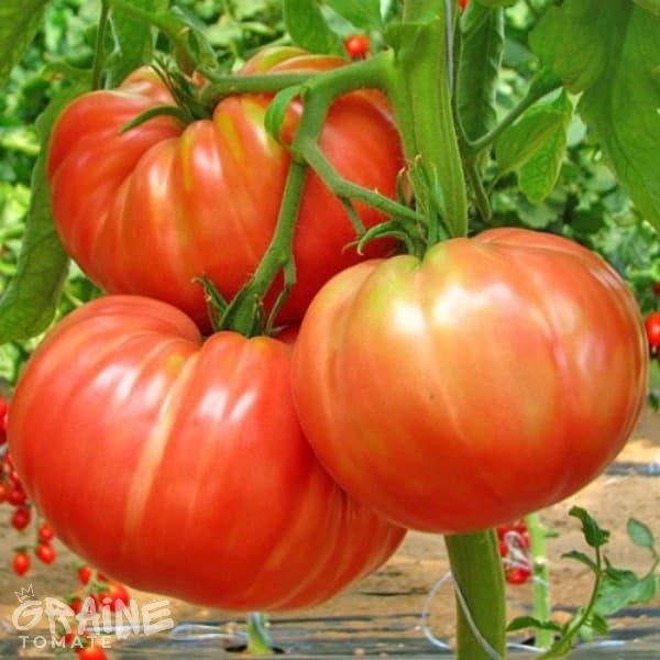 graine tomate Belmonte