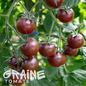 Graine tomate Black cherry (tomate cerise)