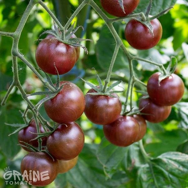 Graine tomate Black cherry (tomate cerise)