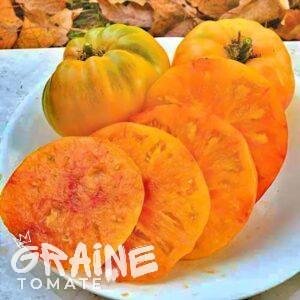 graine tomate Hillbilly (tomate ancienne)