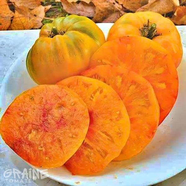 graine tomate Hillbilly (tomate ancienne)