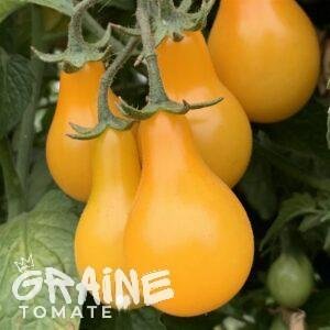 Graine tomate Poire jaune (tomate cerise)