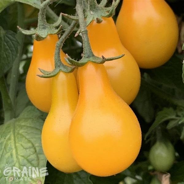 Graine tomate Poire jaune (tomate cerise)