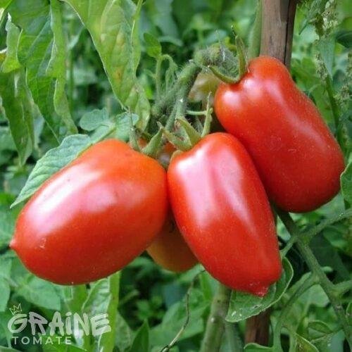graine tomate Rio Grande