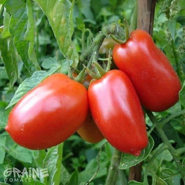 graine tomate Rio Grande