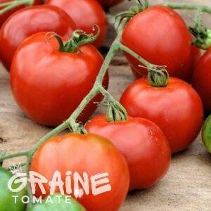 graine tomate Stupiké (tomate ancienne)
