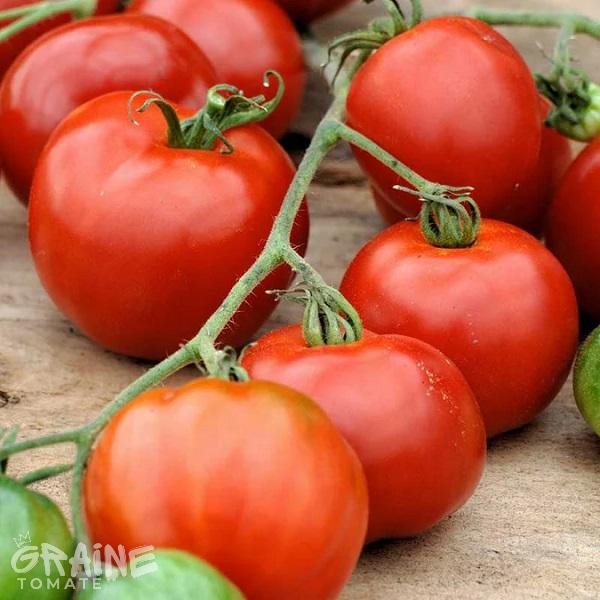 graine tomate Stupiké (tomate ancienne)