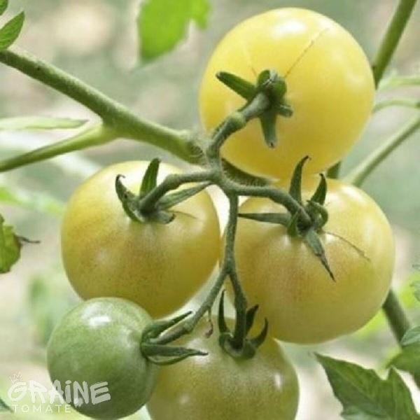 graine Tomate White cherry ( tomate cerise)