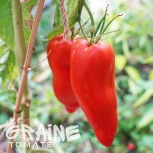 graine tomate Andine cornue (tomate ancienne)