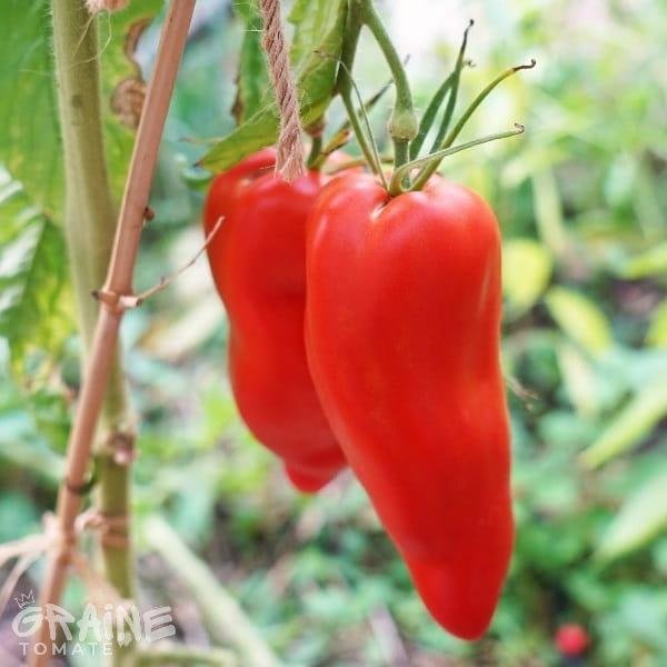 graine tomate Andine cornue (tomate ancienne)