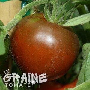 graine tomate Black prince (tomate ancienne)