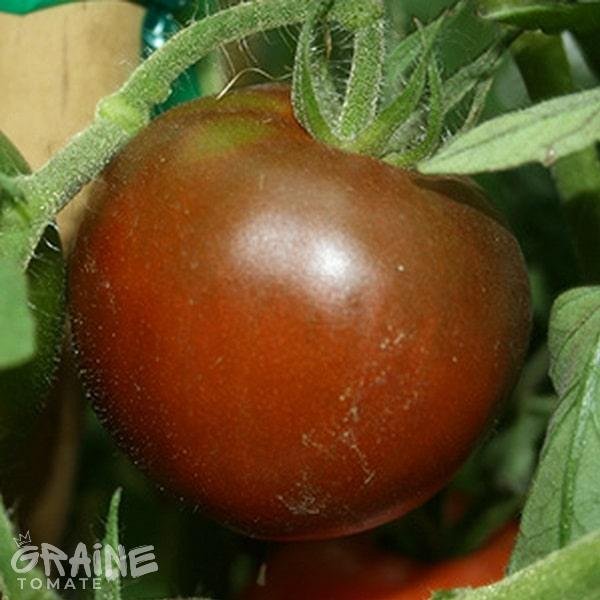 graine tomate Black prince (tomate ancienne)