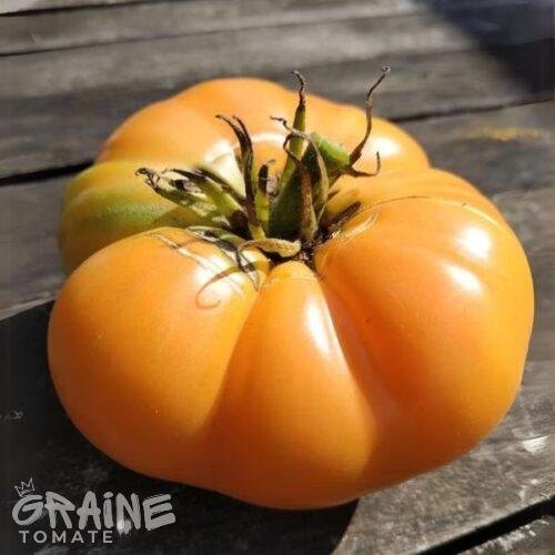 graine Tomate Kellog's breakfast (tomate ancienne)