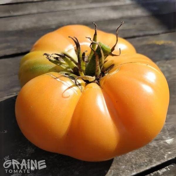 graine Tomate Kellog's breakfast (tomate ancienne)