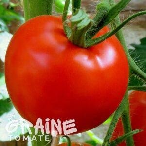 graine tomate Floradade