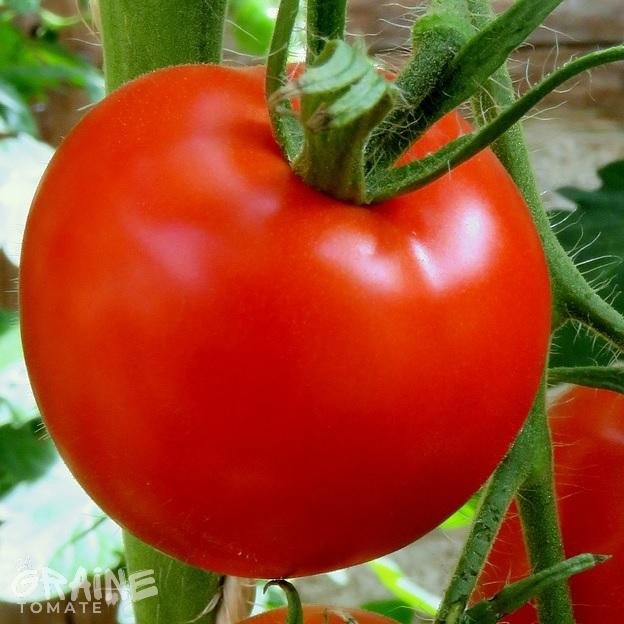 graine tomate Floradade