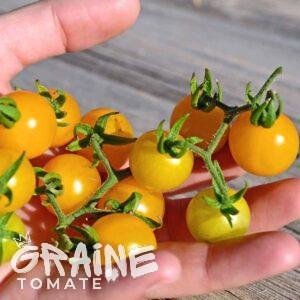 graine tomate des Galapagos
